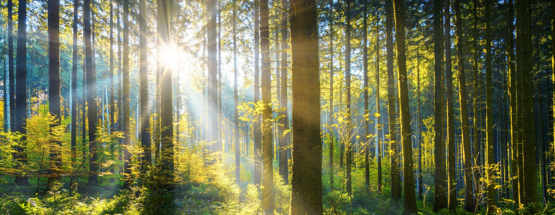 sunlight shines through forest of trees